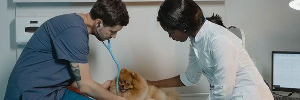 Oncologia Veterinária Landing Image